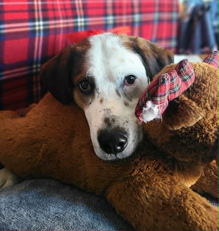 Picture of the Animal Listed